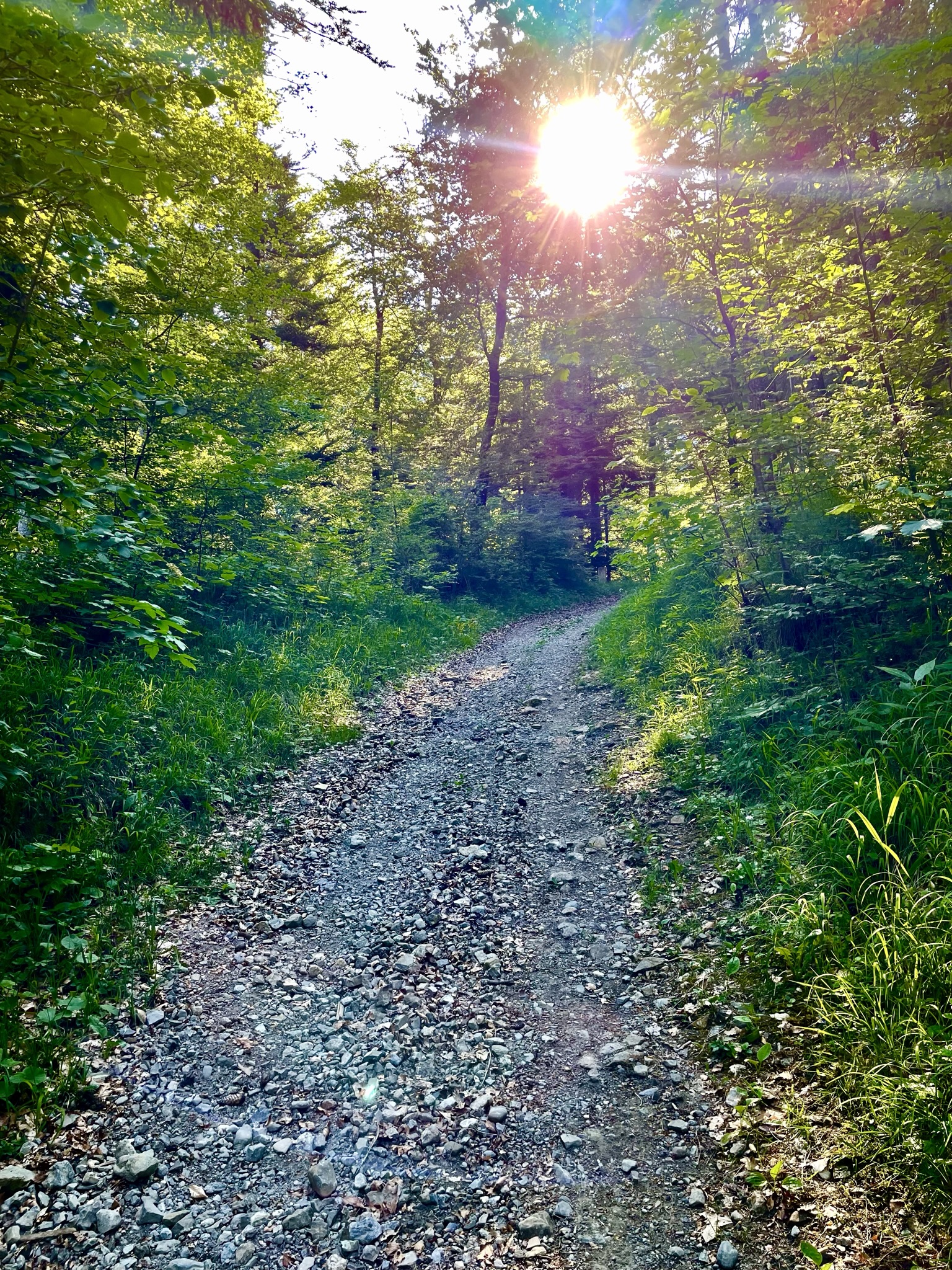 waldweg sonne